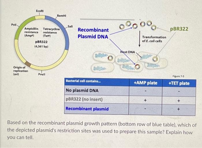 Pstl.
EcoRI
Origin of
replication
(ori)
Ampicillin Tetracycline
resistance resistance
(Amp) (Tet")
pBR322
(4,361 bp)
BamHI
Pvull
Sall
Recombinant
Plasmid DNA
Bacterial cell contains...
No plasmid DNA
pBR322 (no insert)
Recombinant plasmid
00,000.
Host DNA
Transformation
of E. coli cells
+AMP plate
pBR322
Figure 7-5
+TET plate
Based on the recombinant plasmid growth pattern (bottom row of blue table), which of
the depicted plasmid's restriction sites was used to prepare this sample? Explain how
you can tell.