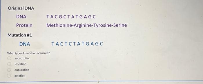 Original DNA
DNA
Protein
TACGCTATGAGC
Methionine-Arginine-Tyrosine-Serine
Mutation #1
DNA
What type of mutation occurred?
substitution
insertion
duplication
deletion
TACTCTATGAGC