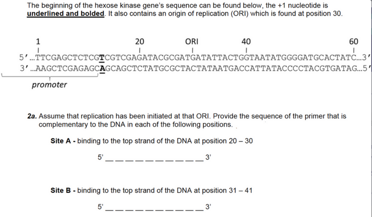 The beginning of the hexose kinase gene's sequence can be found below, the +1 nucleotide is
underlined and bolded. It also contains an origin of replication (ORI) which is found at position 30.
1
20
ORI
40
60
5..TТCGAGCTСТССТСGTCGAGATACGCGATGATATTACTGGTААТАTGGGGATGCACTАТС...3'"
3'...AAGCTCGAGAGCAGCAGCТСТАTGCGCTАСТАТААТGACСАТТАТАССССТАCGTGATAG..5"
promoter
2a. Assume that replication has been initiated at that ORI. Provide the sequence of the primer that is
complementary to the DNA in each of the following positions.
Site A - binding to the top strand of the DNA at position 20 – 30
5'
3'
Site B - binding to the top strand of the DNA at position 31 – 41
5'
3'
