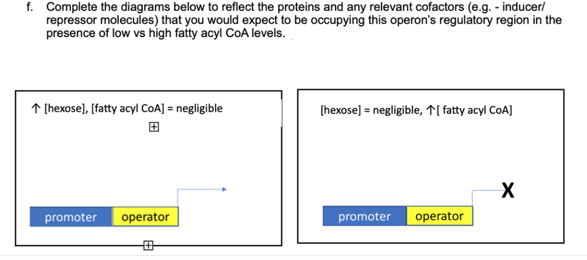 f. Complete the diagrams below to reflect the proteins and any relevant cofactors (e.g. - inducer/
repressor molecules) that you would expect to be occupying this operon's regulatory region in the
presence of low vs high fatty acyl CoA levels.
↑ [hexose], [fatty acyl CoA] = negligible
[hexose] = negligible, ↑[ fatty acyl CoA]
%3D
田
promoter
operator
promoter
operator
