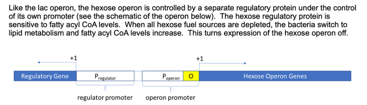 Like the lac operon, the hexose operon is controlled by a separate regulatory protein under the control
of its own promoter (see the schematic of the operon below). The hexose regulatory protein is
sensitive to fatty acyl CoA levels. When all hexose fuel sources are depleted, the bacteria switch to
lipid metabolism and fatty acyl CoA levels increase. This turns expression of the hexose operon off.
+1
+1
Regulatory Gene
Pregulator
P
operon
Hexose Operon Genes
regulator promoter
operon promoter
