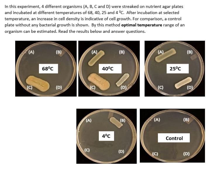 In this experiment, 4 different organisms (A, B, C and D) were streaked on nutrient agar plates
and incubated at different temperatures of 68, 40, 25 and 4 °C. After incubation at selected
temperature, an increase in cell density is indicative of cell growth. For comparison, a control
plate without any bacterial growth is shown. By this method optimal temperature range of an
organism can be estimated. Read the results below and answer questions.
(A)
(C)
68°C
(B)
(D)
(A)
(C)
(A)
(C)
40°C
4°C
(B)
MOR
(D)
(B)
(D)
(A)
(C)
(A)
(C)
25°C
Control
(B)
(D)
(B)
(D)