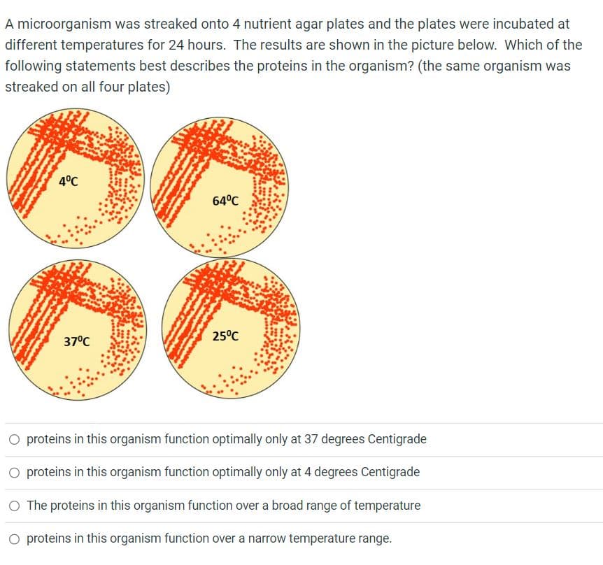 A microorganism was streaked onto 4 nutrient agar plates and the plates were incubated at
different temperatures for 24 hours. The results are shown in the picture below. Which of the
following statements best describes the proteins in the organism? (the same organism was
streaked on all four plates)
4°C
37°C
64°C
25°C
O proteins in this organism function optimally only at 37 degrees Centigrade
O proteins in this organism function optimally only at 4 degrees Centigrade
O The proteins in this organism function over a broad range of temperature
O proteins in this organism function over a narrow temperature range.