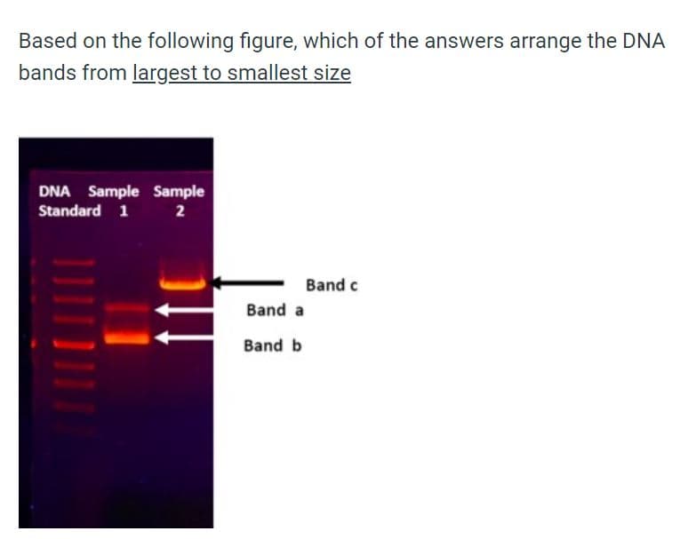 Based on the following figure, which of the answers arrange the DNA
bands from largest to smallest size
DNA Sample Sample
Standard 12
Band c
Band a
Band b