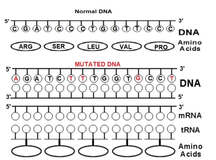 Normal DNA
3'
GAT OOCOO GOOOO ढ
DNA
ARG
SER
LEU
VAL
PRO
Amino
Acids
MUTATED DNA
3'
AGAT C
TG G
DNA
000000000000000
3'
5'
5'
"J
domo
mRNA
9 9 9 9 9 9 9 9 9 9 9
tRNA
BB
Amino
Acids
5'
5'
BB
