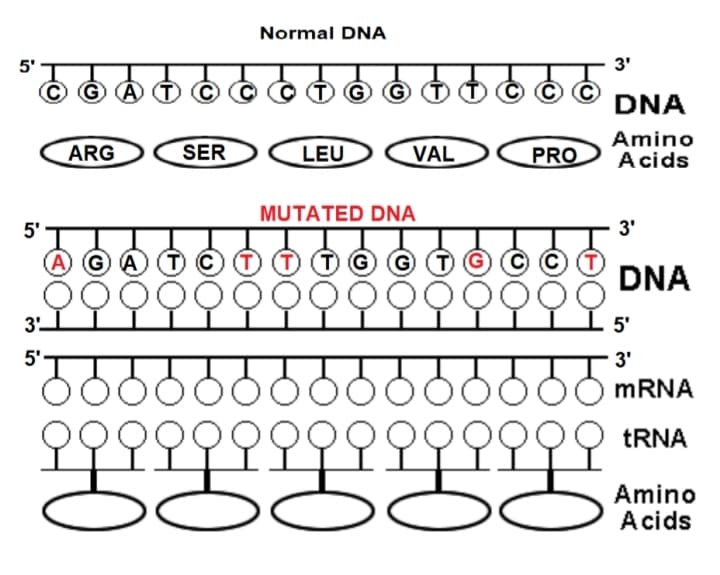 Normal DNA
5'
3'
GATC
O T G G
DNA
ARG
SER
Amino
Acids
LEU
VAL
PRO
MUTATED DNA
5'
3'
A G A
DNA
3'
- 5'
5'
3'
MRNA
TRNA
Amino
Acids

