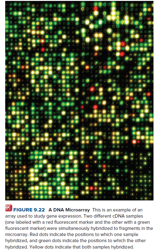 FIGURE 9.22 A DNA Microarray This is an example of an
array used to study gene expression. Two different CDNA samples
(one labeled with a red fluorescent marker and the other with a green
fluorescent marker) were simultaneously hybridized to fragments in the
microarray. Red dots indicate the positions to which one sample
hybridized, and green dots indicate the positions to which the other
hybridized. Yellow dots indicate that both samples hybridized.
