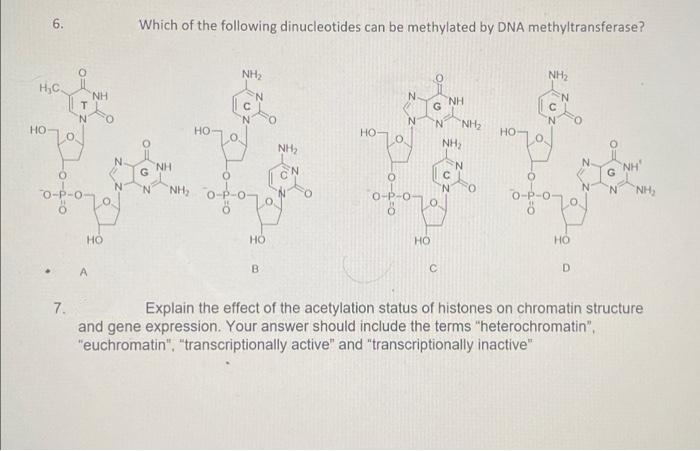 6.
H₂C
HO
O
O
T
"N
Which of the following dinucleotides can be methylated by DNA methyltransferase?
NH₂
NH₂
N
N
NH
NH
C
N
NH
N
NH
"N
topol
NH₂
Dofo
HO
G
01-07
HO
"NH₂
NH₂
N
NH, QP-C
NH₂
Joy
HO
HO
НО
B
C
D
7.
Explain the effect of the acetylation status of histones on chromatin structure
and gene expression. Your answer should include the terms "heterochromatin",
"euchromatin", "transcriptionally active" and "transcriptionally inactive"
Dofo
HO
