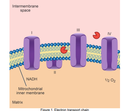 Intermembrane
space
II
IV
OC
O0000
II
NADH
1/2 02
Mitrochondrial
inner membrane
Matrix
Figure 1. Electron transport chain
