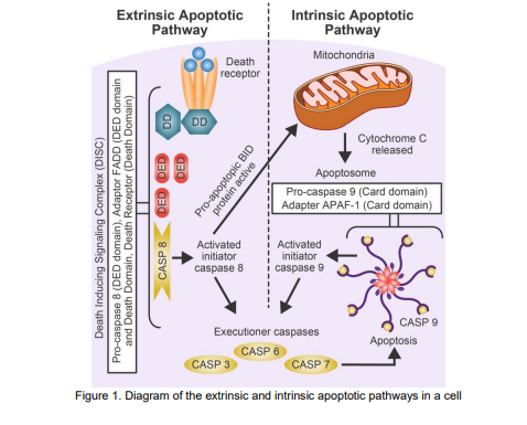 Extrinsic Apoptotic
Pathway
Intrinsic Apoptotic
Pathway
Mitochondria
Death
receptor !
DD
Cytochrome C
released
Apoptosome
Pro-caspase 9 (Card domain)
Adapter APAF-1 (Card domain)
i Activated
initiator
! caspase 9
Activated
initiator
caspase 8
CASP 9
Executioner caspases
Арoptosis
CASP 6
CASP 3
CASP 7
Figure 1. Diagram of the extrinsic and intrinsic apoptotic pathways in a cel
cll
Pro-caspase 8 (DED domain), Adaptor FADD (DED domain
and Death Domain, Death Receptor (Death Domain)
DED
Death Inducing Signaling Complex (DISC)
DED
DED
aa
CASP 8
Pro-apoptopic BID
protein active
