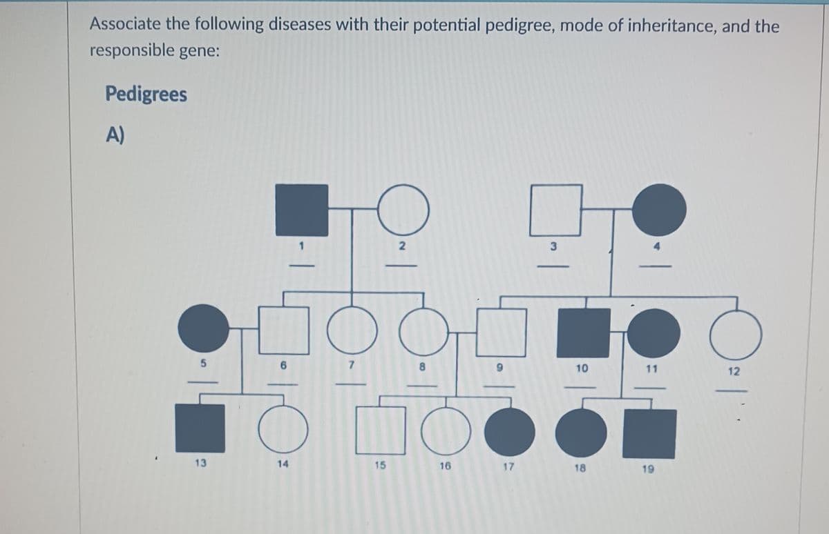 Associate the following diseases with their potential pedigree, mode of inheritance, and the
responsible gene:
Pedigrees
A)
s
-
О
2
3
О
6
7
8
6
10
11
12
13
14
15
16
17
18
19
C