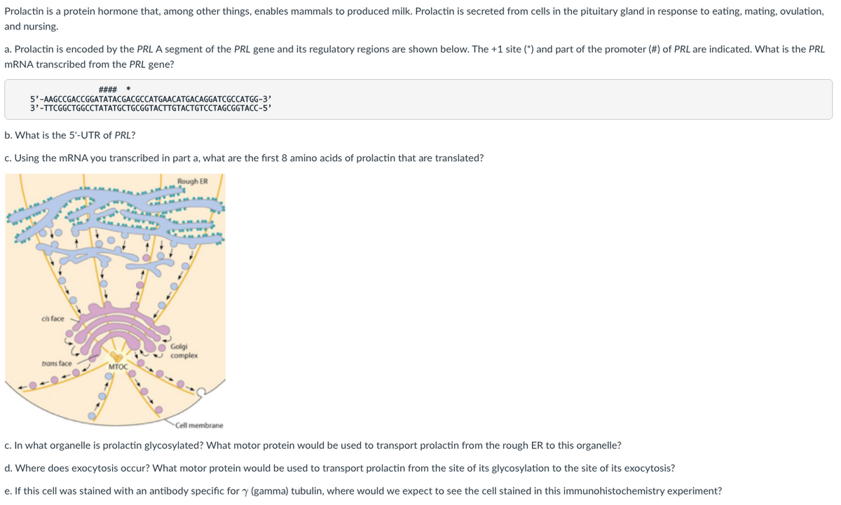 Prolactin is a protein hormone that, among other things, enables mammals to produced milk. Prolactin is secreted from cells in the pituitary gland in response to eating, mating, ovulation,
and nursing.
a. Prolactin is encoded by the PRL A segment of the PRL gene and its regulatory regions are shown below. The +1 site (*) and part of the promoter (#) of PRL are indicated. What is the PRL
mRNA transcribed from the PRL gene?
5'-AAGCCGACCGGATATACGACGCCATGAACATGACAGGATCGCCATGG-3'
3'-TTCGGCTGGCCTATATGCTGCGGTACTTGTACTGTCCTAGCGGTACC-5'
#### *
b. What is the 5'-UTR of PRL?
c. Using the mRNA you transcribed in part a, what are the first 8 amino acids of prolactin that are translated?
cis face
trans face
MTOC
Rough ER
Golgi
complex
Cell membrane
c. In what organelle is prolactin glycosylated? What motor protein would be used to transport prolactin from the rough ER to this organelle?
d. Where does exocytosis occur? What motor protein would be used to transport prolactin from the site of its glycosylation to the site of its exocytosis?
e. If this cell was stained with an antibody specific for y (gamma) tubulin, where would we expect to see the cell stained in this immunohistochemistry experiment?