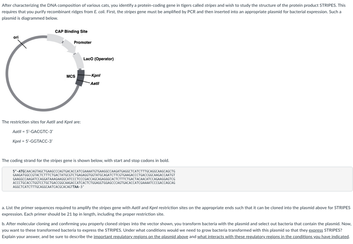 After characterizing the DNA composition of various cats, you identify a protein-coding gene in tigers called stripes and wish to study the structure of the protein product STRIPES. This
requires that you purify recombinant ridges from E. coli. First, the stripes gene must be amplified by PCR and then inserted into an appropriate plasmid for bacterial expression. Such a
plasmid is diagrammed below.
ori
CAP Binding Site
من
Promoter
MCS
The restriction sites for Aatll and Kpnl are:
Aatll 5'-GACGTC-3'
Kpnl = 5'-GGTACC-3'
Laco (Operator)
-Kpnl
Aatll
The coding strand for the stripes gene is shown below, with start and stop codons in bold.
5'-ATGCAACAGTAGCTGAAGCCCAGTGACACCATCGAAAATGTGAAGGCCAAGATGAGGCTCATCTTTGCAGGCAAGCAGCTG
GAAGATGGCCGTACTCTTTCTGACTATGCGTCTGAGAGGTGGTATGCAGATCTTCGTGAAGACCCTGACCGGCAAGACCAATGT
GAAGGCCAAGATCCAGGATAAAGAAGGCATCCCTCCCGACCAGCAGAGGGCACTCTTTCTGACTACAACATCCAGAAGGAGTCG
ACCCTGCACCTGGTCCTGCTGACCGGCAAGACCATCACTCTGGAGGTGGAGCCCAGTGACACCATCGAAAATCCCGACCAGCAG
AGGCTCATCTTTGCAGGCAATCACGCACAGTTAA-3'
a. List the primer sequences required to amplify the stripes gene with Aatll and Kpnl restriction sites on the appropriate ends such that it can be cloned into the plasmid above for STRIPES
expression. Each primer should be 21 bp in length, including the proper restriction site.
b. After molecular cloning and confirming you properly cloned stripes into the vector shown, you transform bacteria with the plasmid and select out bacteria that contain the plasmid. Now,
you want to these transformed bacteria to express the STRIPES. Under what conditions would we need to grow bacteria transformed with this plasmid so that they express STRIPES?
Explain your answer, and be sure to describe the important regulatory regions on the plasmid above and what interacts with these regulatory regions in the conditions you have indicated.