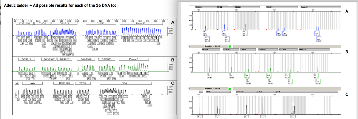 Allelic ladder All possible results for each of the 16 DNA loci
100
120 140 160 180 200
D3S1358
THO1
12 15 18 468 11
13 16 19
14 17 20
A
D5S818
79114
8 10 13 16
12 15
VWA
X 10 13 16 19 22
Y
11 14 17 20
12 15 18 21
220 240 260 280
D21S11
24 27 30
D13S317
www.
25.2 29.
12 15
30.2 34.2
31.2 35.2
791 14 6 8 10 13
8 10 13
7 9 11 14
12
D7S820
D8S1179
7911 14 17
8 10 13 16
12 15 18
300
D16S539
8 11 14 17 20 23 26
10 13 16 19 22 25
10.2
TPOX
5 8 10 13
911 14
68 11
79 12
10
320 340
D18S51
13.2
12 15
CSF1P0
360
16
380 400 420
Penta E
21.225.2
6 8 10 13 22 5 7 9 11 13 15 17
3.2
8 10 12 14 16
12 15
5 7 9 11 13 15 17 19 21 24
68 10 12 14 16 18 20 22
FGA
25 28 31.2
440
Penta D
460 480
A
900
E-600
-300
B
-900
E-600
300
с
E-900
-600
-300
6000
4000-
2000
6000
4000+
2000-
1.5
4000+
2000
D351358
100
100
100
X
14
1723
118.30
15
1409
122.48
Power Plex_16_ID3.2.0
D55818
11
2042
128 49
THOI
Power Plex 16 ID3.2.0
VWA
17
2463
168 40
1095
175.26
D135317
11
2317
186.82
D21511
200
200
30
2543
222.87
200
D75820
D$$1179
10
1541
227.32
11
1184
231.45
13
D165539
ΤΡΟΧ
A
D18551
11
2233
285.13
12
1625
209.13
300
300
300
15
19
1445 1348
311.27 326.82
CSFIPO
FCA
10
1517
333.09
12
834
341.21
23
Penta B
Penta D
400
400
400
12
1550
411.16
13
1420
416.09
11
104
409.21
12
5177
414.04
A
B
C