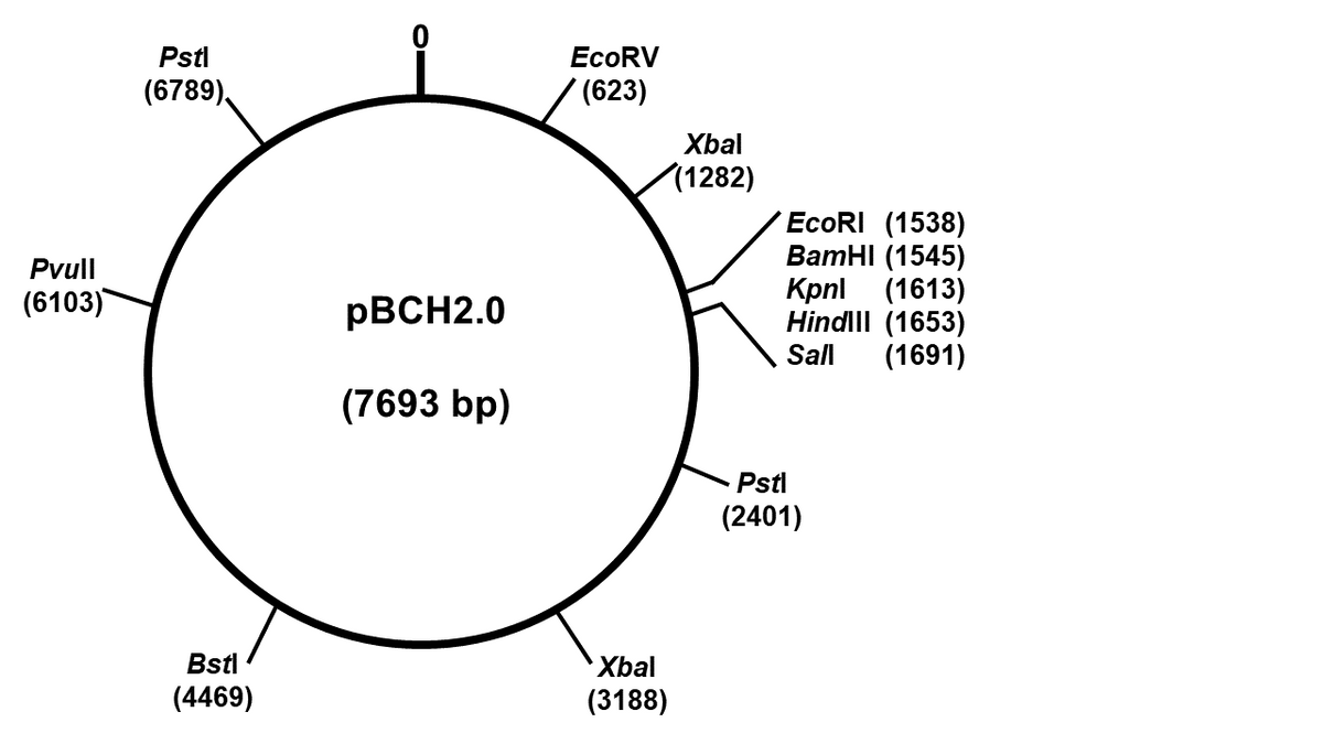 Pvull
(6103)
Pstl
(6789)
Bstl
(4469)
pBCH2.0
(7693 bp)
EcoRV
(623)
Xbal
(3188)
Xbal
(1282)
EcoRI (1538)
BamHI (1545)
Kpnl (1613)
Hindill (1653)
Sall
(1691)
Pstl
(2401)