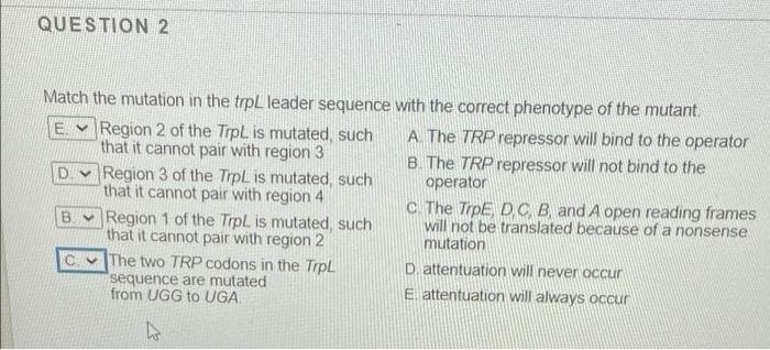 QUESTION 2
Match the mutation in the trpL leader sequence with the correct phenotype of the mutant.
E. V Region 2 of the TrpL is mutated, such
that it cannot pair with region 3
Region 3 of the TrpL is mutated, such
that it cannot pair with region 4
A. The TRP repressor will bind to the operator
B. The TRP repressor will not bind to the
operator
C The TrpE, D,C, B, and A open reading frames
will not be translated because of a nonsense
mutation
B.
Region 1 of the TrpL is mutated, such
that it cannot pair with region 2
The two TRP codons in the Trpl
sequence are mutated
from UGG to UGA.
D. attentuation will never occur
E attentuation will always occur

