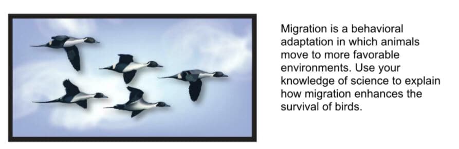 Migration is a behavioral
adaptation in which animals
move to more favorable
environments. Use your
knowledge of science to explain
how migration enhances the
survival of birds.
