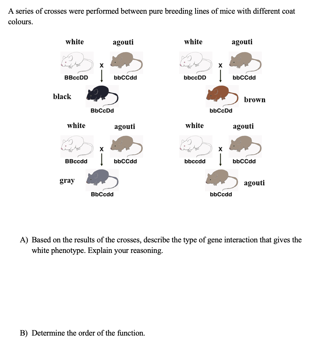 A series of crosses were performed between pure breeding lines of mice with different coat
colours.
white
agouti
white
agouti
ВВсcDD
bbCCdd
bbccDD
bbCCdd
black
brown
BbCcDd
bbCcDd
white
agouti
white
agouti
ВВсcdd
bbCCdd
bbccdd
bbCCdd
gray
agouti
BbCcdd
bbCcdd
A) Based on the results of the crosses, describe the type of gene interaction that gives the
white phenotype. Explain your reasoning.
B) Determine the order of the function.

