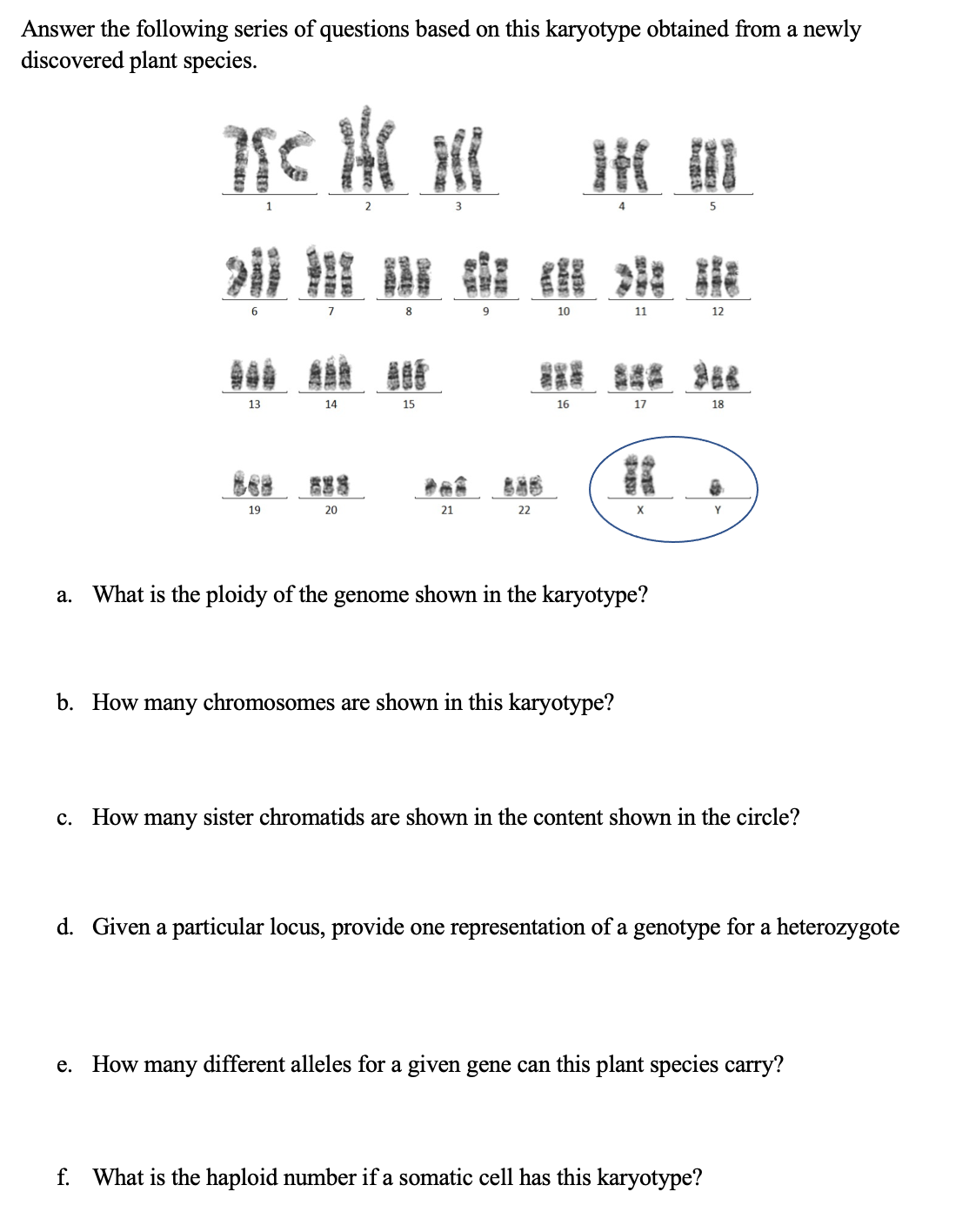 Answer the following series of questions based on this karyotype obtained from a newly
discovered plant species.
6
7
10
11
12
自 0
13
14
15
16
17
18
19
20
21
22
а.
What is the ploidy of the genome shown in the karyotype?
b. How many chromosomes are shown in this karyotype?
c. How many sister chromatids are shown in the content shown in the circle?
d. Given a particular locus, provide one representation of a genotype for a heterozygote
e. How many different alleles for a given gene can this plant species carry?
f. What is the haploid number if a somatic cell has this karyotype?
摩
