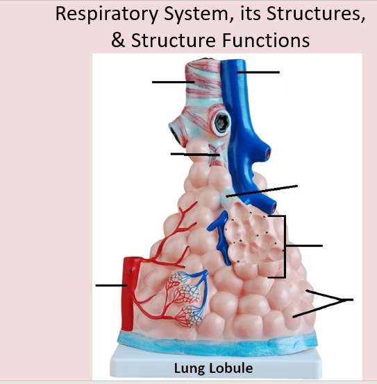 Respiratory System, its Structures,
& Structure Functions
Lung Lobule