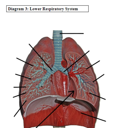 Diagram 3: Lower Respiratory System