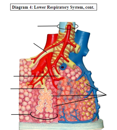 Diagram 4: Lower Respiratory System, cont.
S925