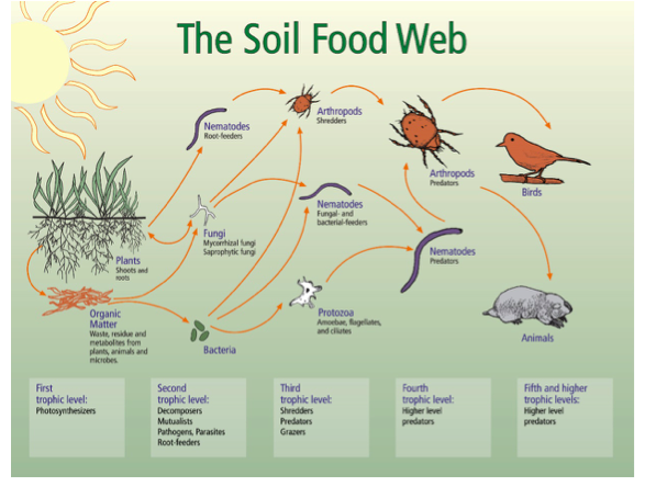 The Soil Food Web
Arthropods
Shredders
Nematodes
Root-feeders
Arthropods
Predator
Birds
Nematodes
Fungal- and
bacerial-ferdens
Fungi
Saprophytk fung
Nematodes
Plants
Shoots and
oots
Predators
Organic
Matter
Waste, esi and
netabolites from
Protozoa
Amoebar, Ragelates
and clilutes
Animals
Bacteria
plants, animals and
nicrobes
First
trophic level:
Photosynthesizers
Fifth and higher
trophic levels:
Higher level
predators
Second
Third
trophic levet
Shredders
Fourth
trophic level:
Decomposers
Mutualists
Pathogens, Parasites
Root-feeders
trophic level:
Higher level
predators
Predators
Grazers
