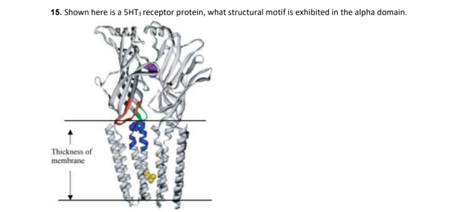 15. Shown here is a 5HT3 receptor protein, what structural motif is exhibited in the alpha domain.
Thickness of
membrane
