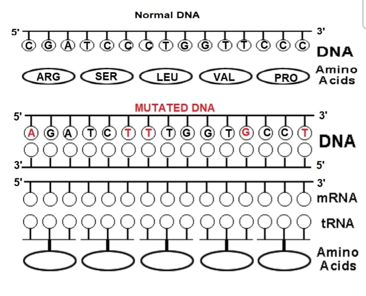 Normal DNA
5'
3'
CGAT CC TG G
DNA
Amino
ARG
SER
LEU
PRO
Acids
MUTATED DNA
3'
A G A TOT
T) G G TG C C) (T)
DNA
OOOOOO00000000
3 I
15'
3'
söödő
mRNA
bbbbbbbb
2 9 9 9 9
tRNA
Amino
Acids
5'
VAL
0
10