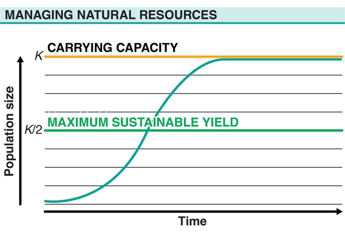 MANAGING NATURAL RESOURCES
CARRYING CAPACITY
K
MAXIMUM SUSTAINABLE YIELD
K/2
Time
Population size
