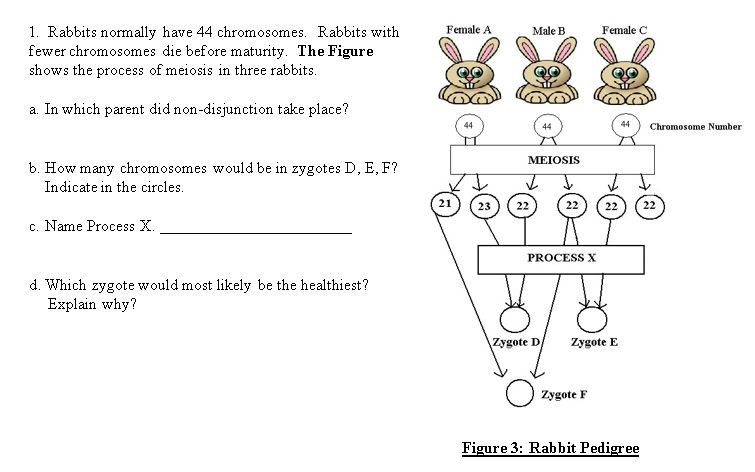 Female A
Female C
1. Rabbits normally have 44 chromosomes. Rabbits with
fewer chromosomes die before maturity. The Figure
shows the process of meiosis in three rabbits.
Male B
a. In which parent did non-disjunction take place?
44
44
Chromosome Number
MEIOSIS
b. How many chromosomes would be in zygotes D, E, F?
Indicate in the circles.
21
23
22
22
22
22
c. Name Process X.
PROCESS X
d. Which zygote would most likely be the healthiest?
Explain why?
Zygote D
Zygote E
Zygote F
Figure 3: Rabbit Pedigree
