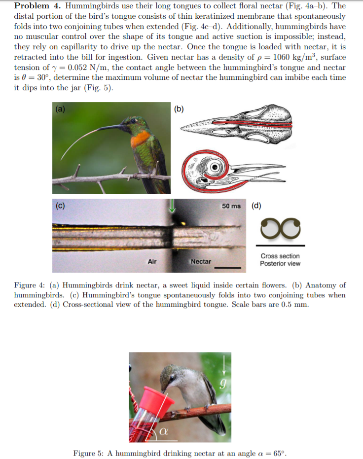 Problem 4. Hummingbirds use their long tongues to collect floral nectar (Fig. 4a-b). The
distal portion of the bird's tongue consists of thin keratinized membrane that spontaneously
folds into two conjoining tubes when extended (Fig. 4c-d). Additionally, hummingbirds have
no muscular control over the shape of its tongue and active suction is impossible; instead,
they rely on capillarity to drive up the nectar. Once the tongue is loaded with nectar, it is
retracted into the bill for ingestion. Given nectar has a density of p = 1060 kg/m³, surface
tension of y = 0.052 N/m, the contact angle between the hummingbird's tongue and nectar
is 0 = 30°, determine the maximum volume of nectar the hummingbird can imbibe each time
it dips into the jar (Fig. 5).
(a)
(b)
(c)
50 ms
(d)
Nectar
Cross section
Posterior view
Air
Figure 4: (a) Hummingbirds drink nectar, a sweet liquid inside certain flowers. (b) Anatomy of
hummingbirds. (c) Hummingbird's tongue spontaneuously folds into two conjoining tubes when
extended. (d) Cross-sectional view of the hummingbird tongue. Scale bars are 0.5 mm.
Figure 5: A hummingbird drinking nectar at an angle a = 65°.

