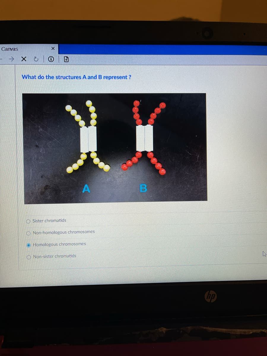 Canvas
What do the structures A and B represent?
O Sister chromatids
O Non-homologous chromosomes
O Homologous chromosomes
O Non-sister chromatids
田
