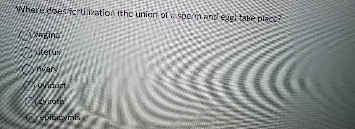 Where does fertilization (the union of a sperm and egg) take place?
vagina
uterus
ovary
oviduct
zygote
epididymis
