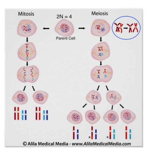 Mitosis
Meiosis
2N = 4
Parent Cell
© Alila Medical Media - www.AlilaMedicalMedia.com
