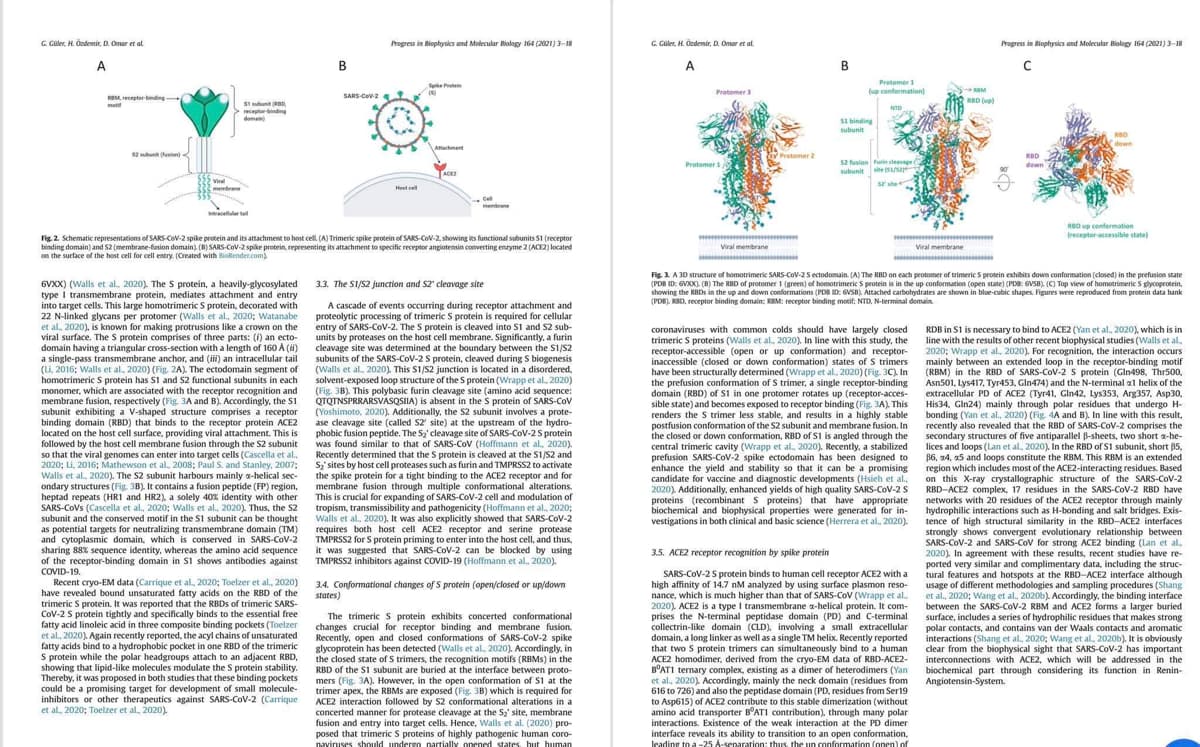 G. Güler, H. Ozdemir, D. Omar et al.
A
RBM receptor binding
52 sub (fin)
51 subunit (BD
receptor-binding
domain)
Viral
membrane
eruscellular tall
6VXX) (Walls et al., 2020). The S protein, a heavily-glycosylated
type I transmembrane protein, mediates attachment and entry
into target cells. This large homotrimeric S protein, decorated with
22 N-linked glycans per protomer (Walls et al., 2020; Watanabe
et al., 2020), is known for making protrusions like a crown on the
viral surface. The S protein comprises of three parts: (f) an ecto-
domain having a triangular cross-section with a length of 160 A (ii)
a single-pass transmembrane anchor, and (iii) an intracellular tail
(Li, 2016; Walls et al., 2020) (Fig. 2A). The ectodomain segment of
homotrimeric S protein has S1 and S2 functional subunits in each
monomer, which are associated with the receptor recognition and
membrane fusion, respectively (Fig. 3A and B). Accordingly, the S1
subunit exhibiting a V-shaped structure comprises a receptor
binding domain (RBD) that binds to the receptor protein ACE2
located on the host cell surface, providing viral attachment. This is
followed by the host cell membrane fusion through the S2 subunit
so that the viral genomes can enter into target cells (Cascella et al.,
2020; Li, 2016; Mathewson et al., 2008; Paul S. and Stanley, 2007;
Walls et al., 2020). The S2 subunit harbours mainly a-helical sec-
ondary structures (Fig. 3B). It contains a fusion peptide (FP) region,
heptad repeats (HR1 and HR2), a solely 40% identity with other
SARS-CoVs (Cascella et al., 2020; Walls et al., 2020). Thus, the S2
subunit and the conserved motif in the S1 subunit can be thought
as potential targets for neutralizing transmembrane domain (TM)
and cytoplasmic domain, which is conserved in SARS-CoV-2
sharing 88% sequence identity, whereas the amino acid sequence
of the receptor-binding domain in S1 shows antibodies against
COVID-19.
B
Recent cryo-EM data (Carrique et al., 2020; Toelzer et al., 2020)
have revealed bound unsaturated fatty acids on the RBD of the
trimeric S protein. It was reported that the RBDs of trimeric SARS-
CoV-2 S protein tightly and specifically binds to the essential free
fatty acid linoleic acid in three composite binding pockets (Toelzer
et al., 2020). Again recently reported, the acyl chains of unsaturated
fatty acids bind to a hydrophobic pocket in one RBD of the trimeric
S protein while the polar headgroups attach to an adjacent RBD,
showing that lipid-like molecules modulate the S protein stability.
Thereby, it was proposed in both studies that these binding pockets
could be a promising target for development of small molecule-
inhibitors or other therapeutics against SARS-CoV-2 (Carrique
et al., 2020; Toelzer et al., 2020).
SARS-CoV-2
Progress in Biophysics and Molecular Biology 164 (2021) 3-18
Host cell
SP
(8)
Attachment
ACE2
Fig. 2. Schematic representations of SARS-CoV-2 spike protein and its attachment to host cell. (A) Trimeric spike protein of SARS-CoV-2, showing its functional subunits 51 (receptor
binding domain) and 52 (membrane-fusion domain). (B) SARS-CoV-2 spike protein, representing its attachment to specific receptor angiotensin converting enzyme 2 (ACE2) located
on the surface of the host cell for cell entry. (Created with BioRender.com)
Cell
membrane
3.3. The S1/S2 junction and S2' cleavage site
A cascade of events occurring during receptor attachment and
proteolytic processing of trimeric S protein is required for cellular
entry of SARS-CoV-2. The S protein is cleaved into S1 and S2 sub-
units by proteases on the host cell membrane. Significantly, a furin
cleavage site was determined at the boundary between the S1/S2
subunits of the SARS-CoV-2 S protein, cleaved during S biogenesis
(Walls et al., 2020). This S1/S2 junction is located in a disordered,
solvent-exposed loop structure of the S protein (Wrapp et al., 2020)
(Fig. 3B). This polybasic furin cleavage site (amino acid sequence:
QTQTNSPRRARSVASQSIIA) is absent in the S protein of SARS-CoV
(Yoshimoto, 2020). Additionally, the S2 subunit involves a prote-
ase cleavage site (called S2' site) at the upstream of the hydro-
phobic fusion peptide. The S₂' cleavage site of SARS-CoV-2 S protein
was found similar to that of SARS-CoV (Hoffmann et al., 2020).
Recently determined that the S protein is cleaved at the S1/S2 and
S₂' sites by host cell proteases such as furin and TMPRSS2 to activate
the spike protein for a tight binding to the ACE2 receptor and for
membrane fusion through multiple conformational alterations.
This is crucial for expanding of SARS-CoV-2 cell and modulation of
tropism, transmissibility and pathogenicity (Hoffmann et al., 2020;
Walls et al., 2020). It was also explicitly showed that SARS-CoV-2
requires both host cell ACE2 receptor and serine protease
TMPRSS2 for S protein priming to enter into the host cell, and thus,
it was suggested that SARS-CoV-2 can be blocked by using
TMPRSS2 inhibitors against COVID-19 (Hoffmann et al., 2020).
3.4. Conformational changes of S protein (open/closed or up/down
states)
The trimeric S protein exhibits concerted conformational
changes crucial for receptor binding and membrane fusion.
Recently, open and closed conformations of SARS-CoV-2 spike
glycoprotein has been detected (Walls et al., 2020). Accordingly, in
the closed state of S trimers, the recognition motifs (RBMs) in the
RBD of the S1 subunit are buried at the interface between proto-
mers (Fig. 3A). However, in the open conformation of S1 at the
trimer apex, the RBMs are exposed (Fig. 3B) which is required for
ACE2 interaction followed by S2 conformational alterations in a
concerted manner for protease cleavage at the S₂' site, membrane
fusion and entry into target cells. Hence, Walls et al. (2020) pro-
posed that trimeric S proteins of highly pathogenic human coro-
naviruses should undergo partially opened states, but human
G. Güler, H. Özdemir, D. Omar et al
A
Protomer 3
Protomer 1,
*******
Viral membrane
Protomer 2
B
Protomer 1
(up conformation)
$1 binding
subunit
NTD
52 fusion Furin cleavage
subunit
site (51/52
52 site
coronaviruses with common colds should have largely closed
trimeric S proteins (Walls et al., 2020). In line with this study, the
receptor-accessible (open or up conformation) and receptor-
inaccessible (closed or down conformation) states of S trimers
have been structurally determined (Wrapp et al., 2020) (Fig. 3C). In
the prefusion conformation of S trimer, a single receptor-binding
domain (RBD) of S1 in one protomer rotates up (receptor-acces-
sible state) and becomes exposed to receptor binding (Fig. 3A). This
renders the S trimer less stable, and results in a highly stable
postfusion conformation of the S2 subunit and membrane fusion. In
the closed or down conformation, RBD of S1 is angled through the
central trimeric cavity (Wrapp et al., 2020). Recently, a stabilized
prefusion SARS-CoV-2 spike ectodomain has been designed to
enhance the yield and stability so that it can be a promising
candidate for vaccine and diagnostic developments (Hsieh et al..
2020). Additionally, enhanced yields of high quality SARS-CoV-2 S
proteins (recombinant S proteins) that have appropriate
biochemical and biophysical properties were generated for in-
vestigations in both clinical and basic science (Herrera et al., 2020).
3.5. ACE2 receptor recognition by spike protein
SARS-CoV-2 S protein binds to human cell receptor ACE2 with a
high affinity of 14.7 nM analyzed by using surface plasmon reso-
nance, which is much higher than that of SARS-CoV (Wrapp et al..
2020), ACE2 is a type I transmembrane x-helical protein. It com-
prises the N-terminal peptidase domain (PD) and C-terminal.
collectrin-like domain (CLD), involving a small extracellular
domain, a long linker as well as a single TM helix. Recently reported
that two S protein trimers can simultaneously bind to a human
ACE2 homodimer, derived from the cryo-EM data of RBD-ACE2-
BOAT1 ternary complex, existing as a dimer of heterodimers (Yan
et al., 2020). Accordingly, mainly the neck domain (residues from
616 to 726) and also the peptidase domain (PD, residues from Ser19
to Asp615) of ACE2 contribute to this stable dimerization (without
amino acid transporter BOAT1 contribution), through many polar
interactions. Existence of the weak interaction at the PD dimer
wwwwww
interface reveals its ability to transition to an open conformation,
leading to a -25 A-separation: thus, the un conformation (open) of
REM
RBD (up)
********************
Viral membrane
***********
Progress in Biophysics and Molecular Biology 164 (2021) 3-18
C
RBD
down
RBD
Fig. 3. A 3D structure of homotrimeric SARS-CoV-2 S ectodomain. (A) The RBD on each protomer of trimeric S protein exhibits down conformation (closed) in the prefusion state
(PDB ID: 6VXX). (B) The RBD of protomer 1 (green) of homotrimeric S protein is in the up conformation (open state) (PDB: 6VSB). (C) Top view of homotrimeric S glycoprotein,
showing the RBDs in the up and down conformations (PDB ID: GVSB), Attached carbohydrates are shown in blue-cubic shapes. Figures were reproduced from protein data bank
(PDB), RBD, receptor binding domain; KBM: receptor binding motif; NTD, N-terminal domain
RBD up conformation
[receptor-accessible state)
RDB in S1 is necessary to bind to ACE2 (Yan et al., 2020), which is in
line with the results of other recent biophysical studies (Walls et al.,
2020; Wrapp et al., 2020). For recognition, the interaction occurs
mainly between an extended loop in the receptor-binding motif
(RBM) in the RBD of SARS-CoV-2 S protein (Gln498, Thr500,
Asn501, Lys417, Tyr453, Gln474) and the N-terminal 1 helix of the
extracellular PD of ACE2 (Tyr41, Gln42, Lys353, Arg357, Asp30.
His34, Gln24) mainly through polar residues that undergo H-
bonding (Yan et al., 2020) (Fig. 4A and B). In line with this result,
recently also revealed that the RBD of SARS-CoV-2 comprises the
secondary structures of five antiparallel ß-sheets, two short a-he-
lices and loops (Lan et al., 2020). In the RBD of S1 subunit, short 85,
86, 24, 25 and loops constitute the RBM. This RBM is an extended
region which includes most of the ACE2-interacting residues. Based
on this X-ray crystallographic structure of the SARS-CoV-2
RBD-ACE2 complex, 17 residues in the SARS-CoV-2 RBD have
networks with 20 residues of the ACE2 receptor through mainly
hydrophilic interactions such as H-bonding and salt bridges. Exis-
tence of high structural similarity in the RBD-ACE2 interfaces
strongly shows convergent evolutionary relationship between
SARS-CoV-2 and SARS-CoV for strong ACE2 binding (Lan et al.
2020). In agreement with these results, recent studies have re-
ported very similar and complimentary data, including the struc-
tural features and hotspots at the RBD-ACE2 interface although
usage of different methodologies and sampling procedures (Shang
et al., 2020; Wang et al., 2020b). Accordingly, the binding interface
between the SARS-CoV-2 RBM and ACE2 forms a larger buried
surface, includes a series of hydrophilic residues that makes strong
polar contacts, and contains van der Waals contacts and aromatic
interactions (Shang et al., 2020; Wang et al., 2020b). It is obviously
clear from the biophysical sight that SARS-CoV-2 has important
interconnections with ACE2, which will be addressed in the
biochemical part through considering its function in Renin-
Angiotensin-System.