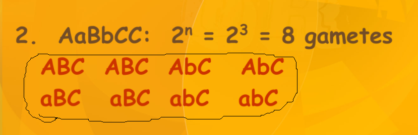 2. AABBCC: 2" = 23 = 8 gametes
АВС АВС AbС
%3D
%3D
AbC
aBC aBC abC
abC
