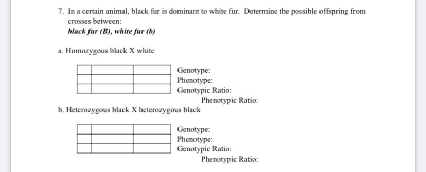 7. In a certain animal, black fur is dominant to white fur. Determine the possible offspring from
crosses between:
black fur (B), white fur (b)
a. Homozygous black X white
Genotype:
Phenotype:
Genotypic Ratio:
Phenotypic Ratio:
b. Heterozygous black X heterozygous black
Genotype:
Phenotype:
Genotypic Ratio:
Phenotypic Ratio:
