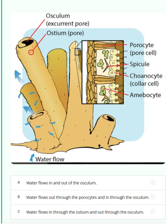 B
Osculum
(excurrent pore)
Ostium (pore)
A Water flows in and out of the osculum.
n
Water flow
Caled
Texele
Porocyte
(pore cell)
Spicule
Choanocyte
(collar cell)
Amebocyte
Water flows out through the porocytes and in through the osculum.
Water flows in through the ostium and out through the osculum.