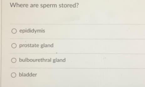 Where are sperm stored?
O epididymis
O prostate gland
O bulbourethral gland
O bladder