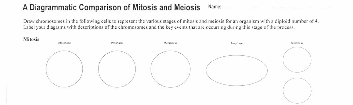 A Diagrammatic Comparison of Mitosis and Meiosis Name:
Draw chromosomes in the following cells to represent the various stages of mitosis and meiosis for an organism with a diploid number of 4.
Label your diagrams with descriptions of the chromosomes and the key events that are occurring during this stage of the process.
Mitosis
Interphase
Prophase
Metaphase
Anaphase
Telophase
OOO
