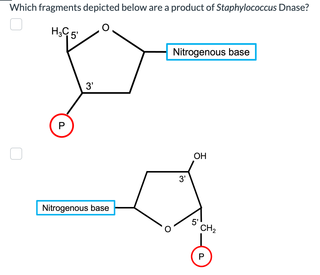 Which fragments depicted below are a product of Staphylococcus Dnase?
H3C5'
P
3'
Nitrogenous base
Nitrogenous base
3'
OH
5'
CH₂
P