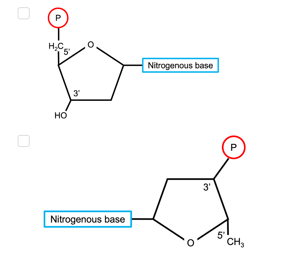 H₂C
5'
HO
3'
Nitrogenous base
Nitrogenous base
O
3'
P
5'
CH3