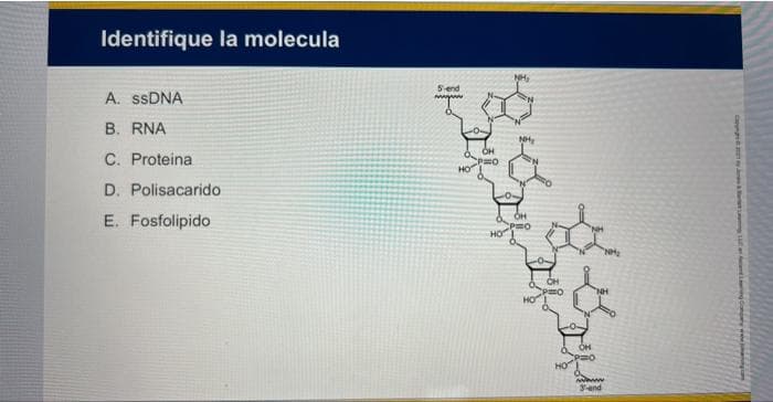 Identifique la molecula
A. ssDNA
B. RNA
C. Proteina
D. Polisacarido
E. Fosfolipido
5-end
HORO
HO
NH₂
OH
P=O
HO
wwwww
3-and