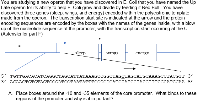 You are studying a new operon that you have discovered in E. Coli that you have named the Up
Late operon for its ability to help E. Coli grow and divide by feeding it Red Bull. You have
discovered three genes (sleep, wings, and energy) encoded within the polycistronic template
made from the operon. The transcription start site is indicated at the arrow and the protein
encoding sequences are encoded by the boxes with the names of the genes inside, with a blow
up of the nucleotide sequence at the promoter, with the transcription start occurring at the C.
(Asterisks for part F)
sleep
wings
energy
5'-тстTGACАСАТСAGGCTAGCATTATAAAGсCGGCTAGCTAGCATGCAAAGCСТАССТТ-3'
3' -ACAACTGTGTAGTCCGATCGTAATATTTCGGCCGATCGATCGTACGTTTCGGATGCAA-5'
A. Place boxes around the -10 and -35 elements of the core promoter. What binds to these
regions of the promoter and why is it important?
