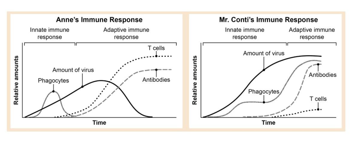 Relative amounts
Innate immune
response
Anne's Immune Response
Adaptive immune
response
T cells
Amount of virus
Phagocytes
Antibodies
Time
Relative amounts
Mr. Conti's Immune Response
Innate immune
response
Amount of virus
Adaptive immune
response
Antibodies
Phagocytes
T cells
Time