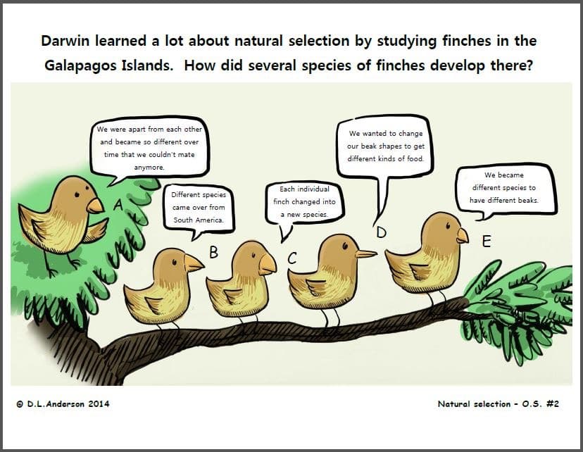 Darwin learned a lot about natural selection by studying finches in the
Galapagos Islands. How did several species of finches develop there?
We were apart from each other
and became so different over
time that we couldn't mate
anymore.
D.L.Anderson 2014
Different species
came over from
Each individual
finch changed into
a new species.
South America.
B
C
We wanted to change
our beak shapes to get
different kinds of food.
We became
different species to
have different beaks.
E
Natural selection - O.S. #2