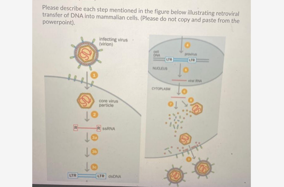 Please describe each step mentioned in the figure below illustrating retroviral
transfer of DNA into mammalian cells. (Please do not copy and paste from the
powerpoint).
infecting virus
(virion)
cel
DNA
provinus
LTR
LTR
NUCLEUS
viral RNA
CYTOPLASM
core virus
particle
R SSRNA
3b
LTR
LTR dsDNA

