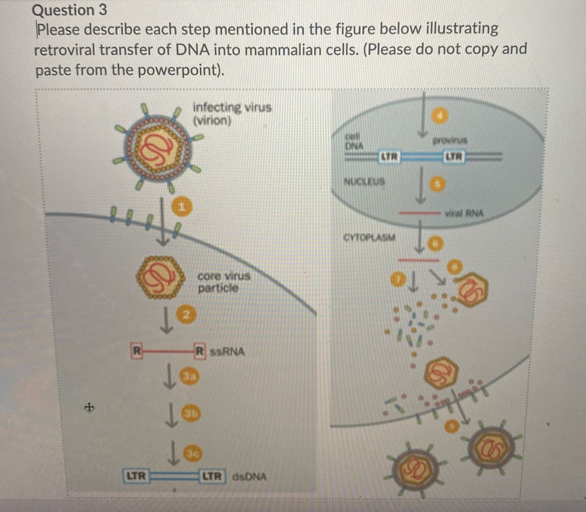 Question 3
Please describe each step mentioned in the figure below illustrating
retroviral transfer of DNA into mammalian cells. (Please do not copy and
paste from the powerpoint).
infecting virus
(virion)
cll
ONA
LTR
LTR
NUCLEUS
viral RNA
to
CYTOPLASM
core virus
particle
of
R SSRNA
3c
LTR
LTR dsDNA
