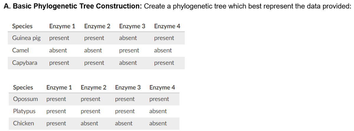 A. Basic Phylogenetic Tree Construction: Create a phylogenetic tree which best represent the data provided:
Species
Enzyme 1
Enzyme 2
Enzyme 3
Enzyme 4
Guinea pig
present
present
absent
present
Camel
absent
absent
present
absent
Сарybara
present
present
absent
present
Species
Enzyme 1
Enzyme 2
Enzyme 3
Enzyme 4
Opossum
present
present
present
present
Platypus
present
present
present
absent
Chicken
present
absent
absent
absent
